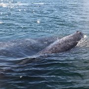 IMG 0001 2 (74)